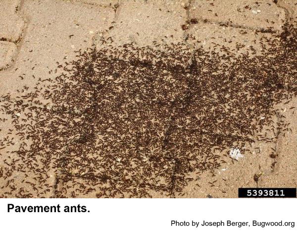 Pavement ant colony
